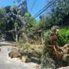 Arvore caída em São Paulo após tempestade, em 2023