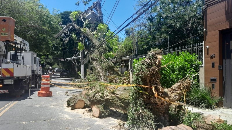 Arvore caída em São Paulo após tempestade, em 2023