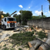 Árvores após tempestade 