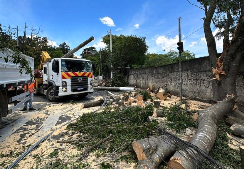 Árvores após tempestade 