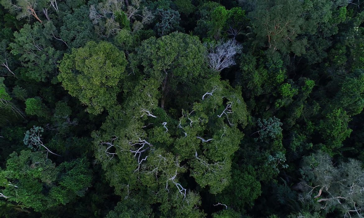 BNDES, Energisa, Norte Energia e Fundo Vale investem no restauro da bacia do Xingu